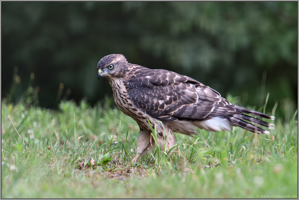 Spaziergänger... Habicht *Accipiter gentilis*, flügger Jungvogel, junger Habicht läuft am Boden