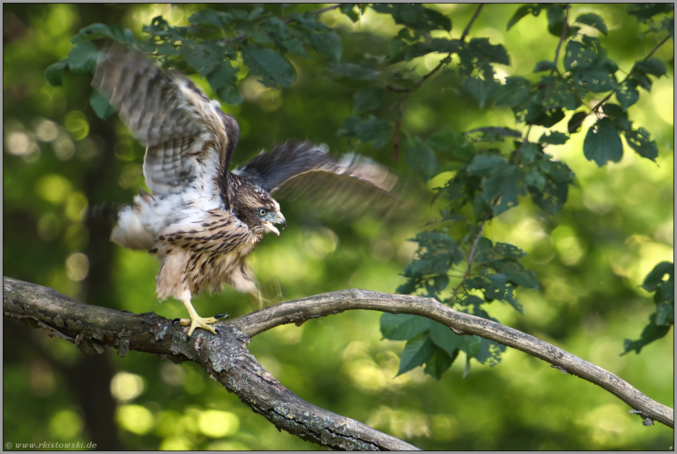 Aufregung... Habicht *Accipiter gentilis*, junger, gerade eben flügger Habicht flattert mit den Flügeln