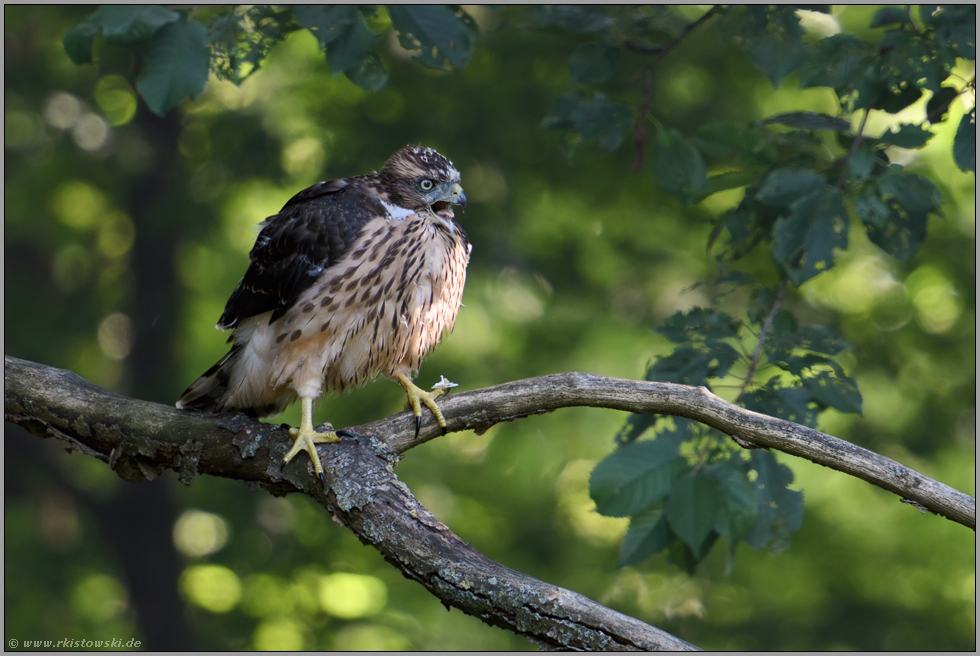 erbost... Habicht *Accipiter gentilis*,  flügger Jungvogel ruft laut in den Wald hinein