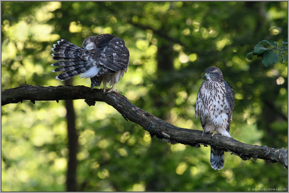 Gefiederpflege... Habicht *Accipiter gentilis*, zwei junge Habichte auf einem  morschen Querast im Wald