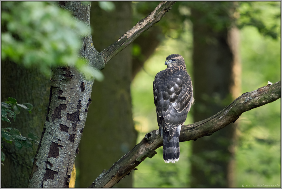 im Wald... Habicht *Accipiter gentilis* im typischen Lebensraum, rückwärtige Ansicht eines Jungvogels