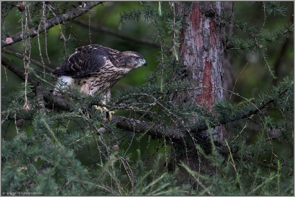 Jagdeifer...  Habicht *Accipiter gentilis*, Jungvogel beobachtet vom Ansitz aus potentielle Beute