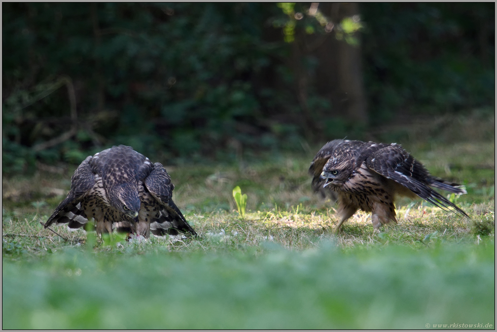 Futterneid... Habicht *Accipiter gentilis*,  zwei Jungvögel streiten sich auf einer Waldldichtung um Beutereste