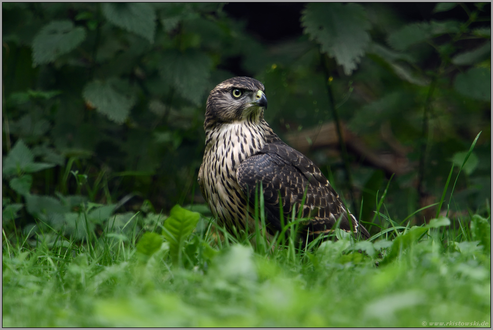 aufmerksam...Habicht *Accipiter gentilis*, junger Habicht sitzt auf einer Waldlichtung am Boden, schaut sich um