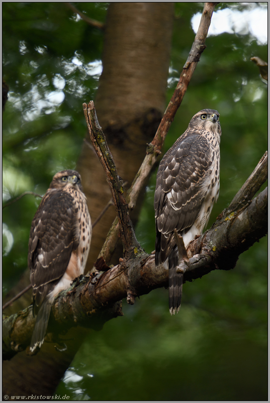 Pat und Patachon... Habicht *Accipiter gentilis*, zwei junge Habichte nebeneinander sitzend im Wald