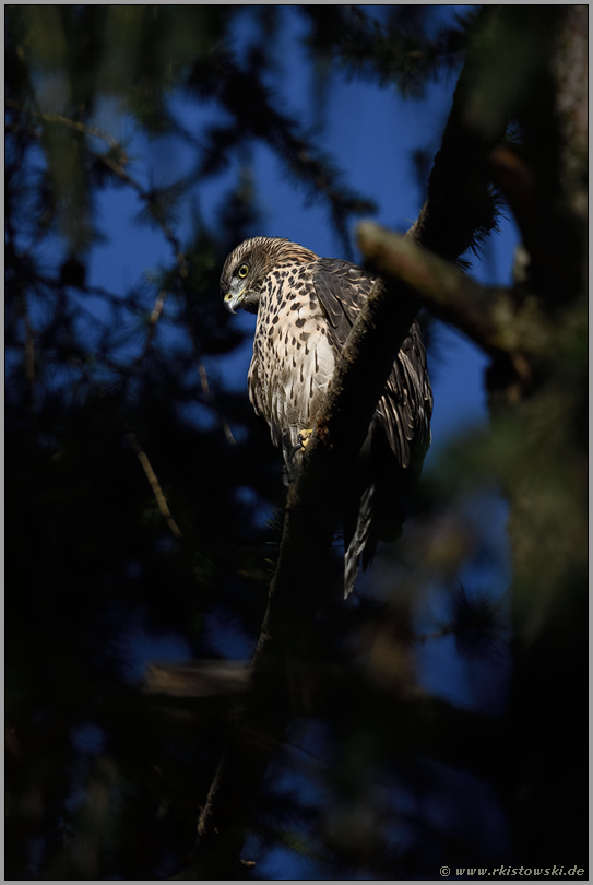 Lichtstimmung... Habicht *Accipiter gentilis*, flügger, fast ausgewachsener Jungvogel beobachtet potentielle Beute