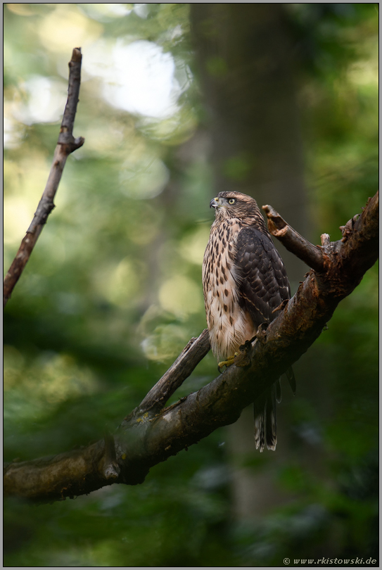 strenger Blick... Habicht *Accipiter gentilis*, flügger, fast ausgewachsener Jungvogel, Rothabicht im Wald