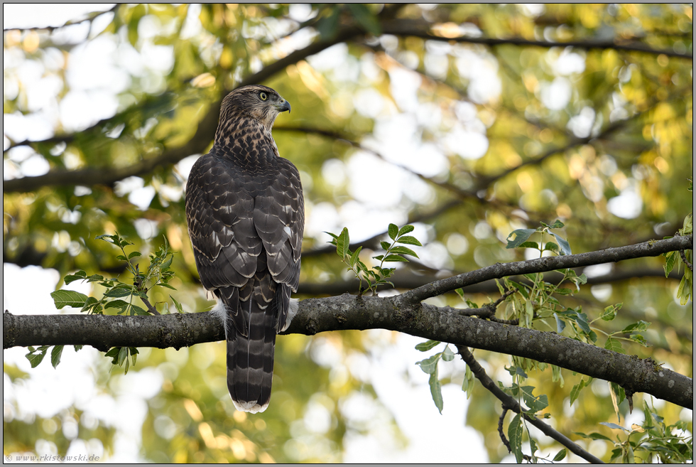 aufmerksam... Habicht *Accipiter gentilis*, flügger, fast ausgewachsener Jungvogel, Rothabicht sitzt aufrecht im Baum, beobachtet