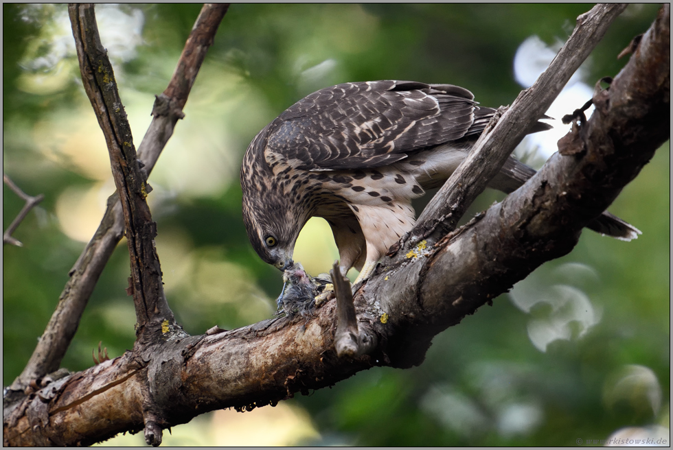 Jäger im Wald... Habicht *Accipiter gentilis* frisst von frisch geschlagener Beute, Singvogel, Kohlmeise