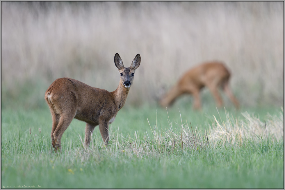 Rehwild... Reh *Capreolus capreolus*, Ricke im Vordergrund, Rehbock im Hintergrund bei der Äsung auf einer Wildwiese