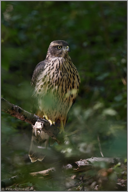 bodennah... Habicht *Accipiter gentilis*, junger Habicht sitzt im Wald auf einem am Boden umher liegenden Ast