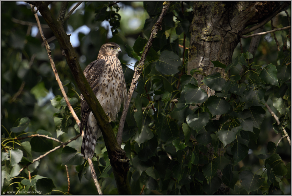 unauffällig... Habicht *Accipiter gentilis*, junger Habicht sitzt zwischen Blättern gut getarnt im Baum