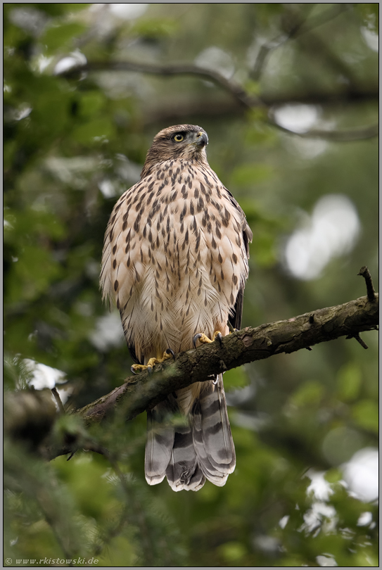 ein schöner Anblick... Habicht *Accipiter gentilis* im Wald, frontale Aufnahme