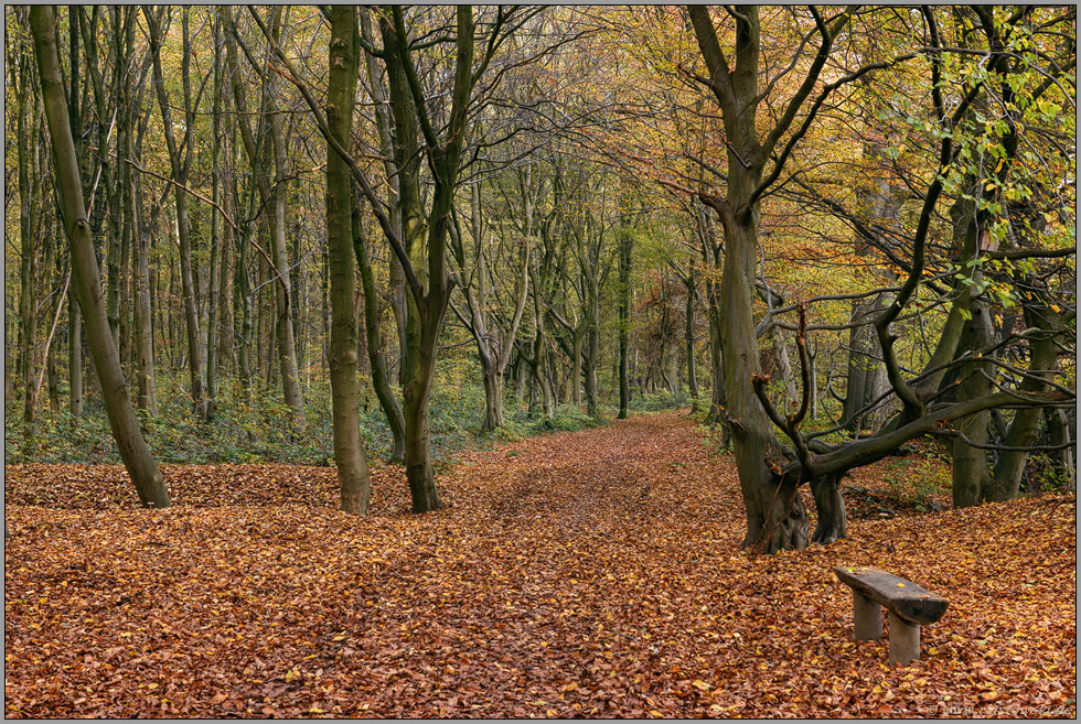 Herbst... Herrenbusch *Lank Latum*, abwechslungsreicher Waldbestand im Rhein-Kreis Neuss
