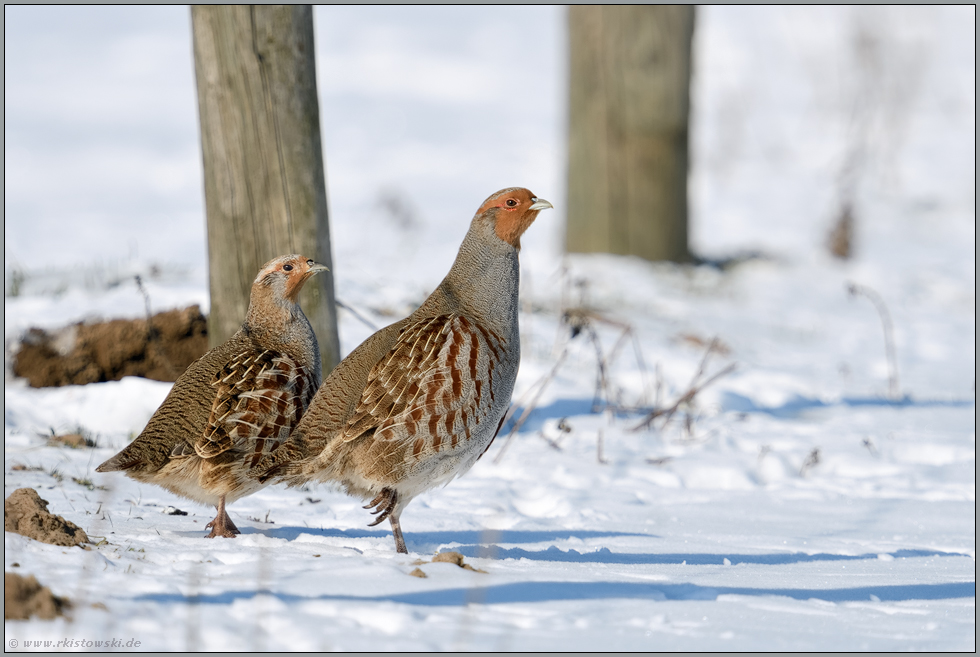 elegant... Rebhuhn *Perdix perdix*, Pärchen im Schnee, Rebhühner im Winter