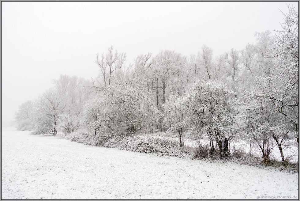 so schön its's im Winter... Meerbusch *Strümper Bruch*, Waldrand eines verschneiten Bruchwaldes im Rheinland