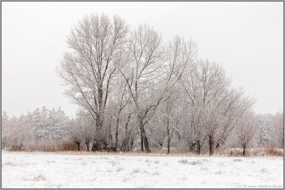 später Winter im Rheinland... Meerbusch *Ilvericher Altrheinschlinge*, Rheinkreis Neuss, Nordrhein-Westfalen bei Schneefall