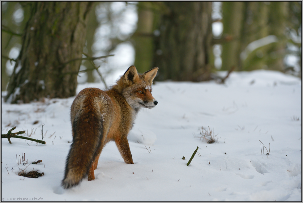 bei der Jagd... Rotfuchs *Vulpes vulpes*, Fuchs unterwegs im verschneiten Wald, schaut angespannt zur Seite