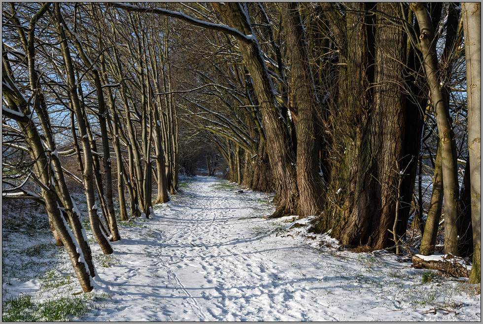 Wanderweg am linken Niederrhein... Ilvericher Altrheinschlinge *Meerbusch* im Winter bei Schneelage und schönem Wetter
