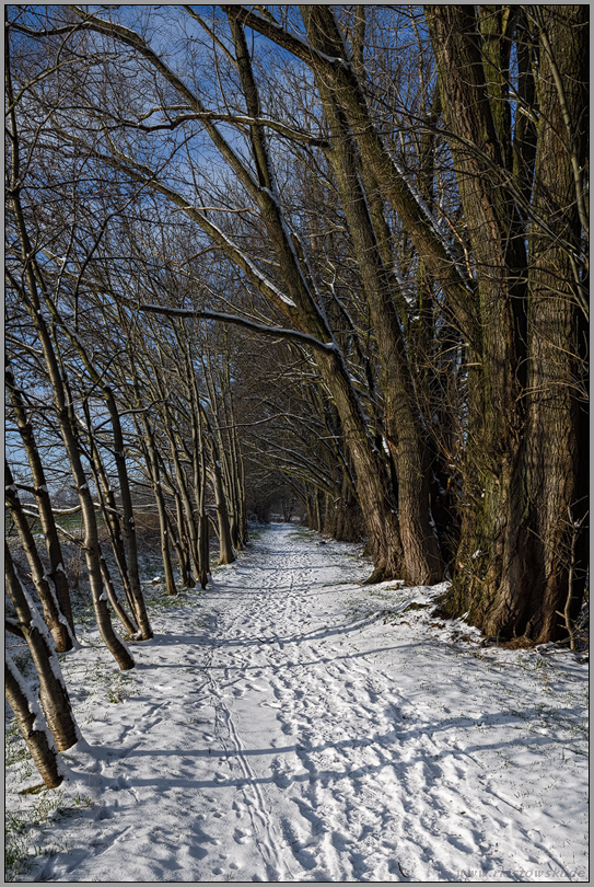 Schneespaziergang am Niederrhein... Ilvericher Altrheinschlinge *Meerbusch* an einem strahlend schönen Wintertag