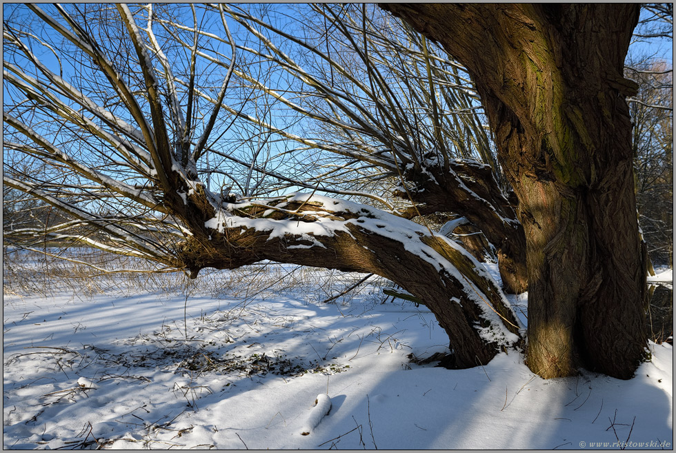 alte Kopfweiden... Ilvericher Altrheinschlinge *Meerbusch* im Winter bei Schneelage und schönem Wetter