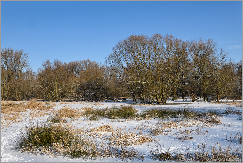 Blick zum Auwald... Ilvericher Altrheinschlinge *Meerbusch* im Winter bei Schneelage und schönem Wetter