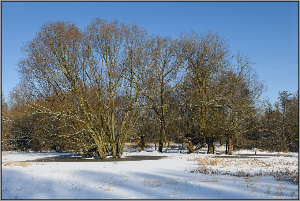 Sumpflandschaft... Ilvericher Altrheinschlinge *Meerbusch*, Blick auf den Winter-Auwald bei Eis, Schnee und schönem Wetter
