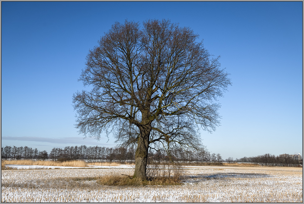 alter Solitär... Eiche *Quercus robur* , alleinstehender, freistehender Baum inmitten eines Feldes am Niederrhein