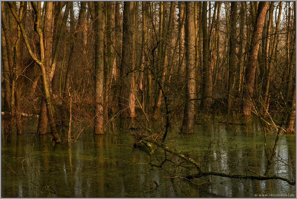 nasse Füße... Meerbusch *Lanker Bruch*, sumpfiger Auwald, Erlenbruchwald im Bereich einer vor Jahrhunderten verlandeten Rheinschlinge, Altrhein