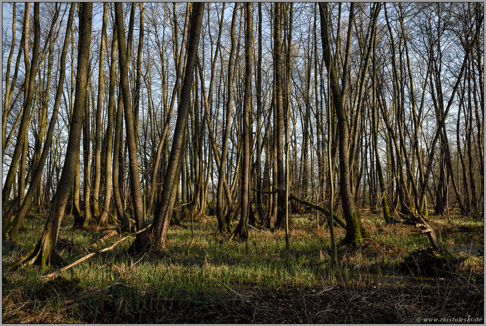 Feuchtgebiet... Meerbusch *Herrenbusch*, Buersbach, Weichholzaue, Erlenbruchwald im Bereich einer vor Jahrhunderten verlandeten Rheinschlinge, Altrhein