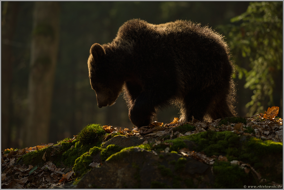 feinstes Gegenlicht... Europäischer Braunbär *Ursus arctos*, junger Braunbär im Wald unterwegs