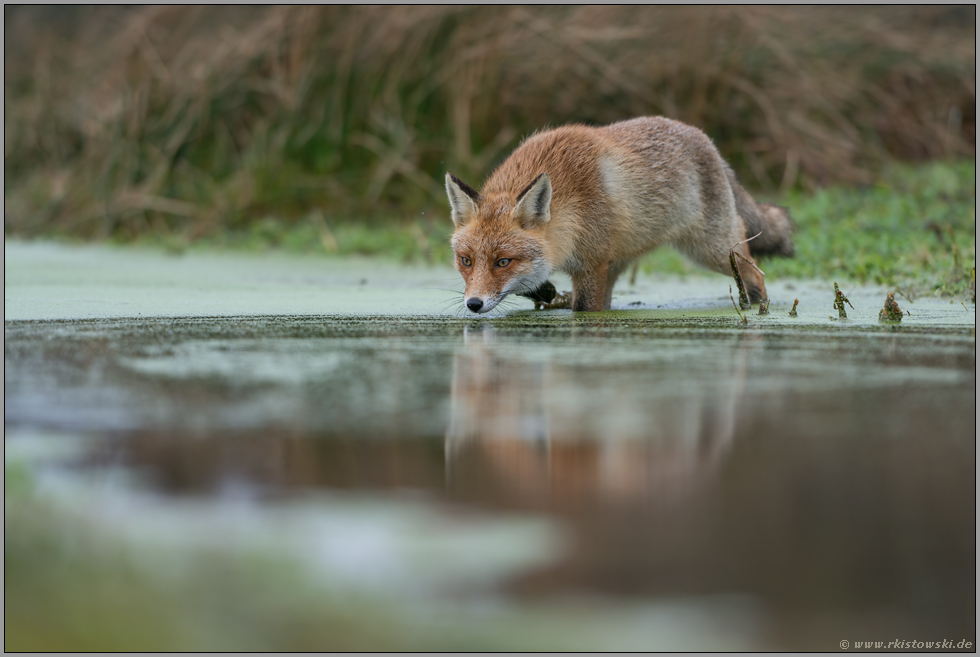 im Sumpf... Rotfuchs *Vulpes vulpes* durchläuft ein flaches Gewässer