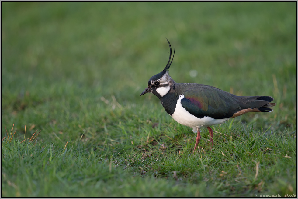 lange Federhaube... Kiebitz *Vanellus vanellus*, Männchen im Prachtkleid auf nassfeuchter Wiese