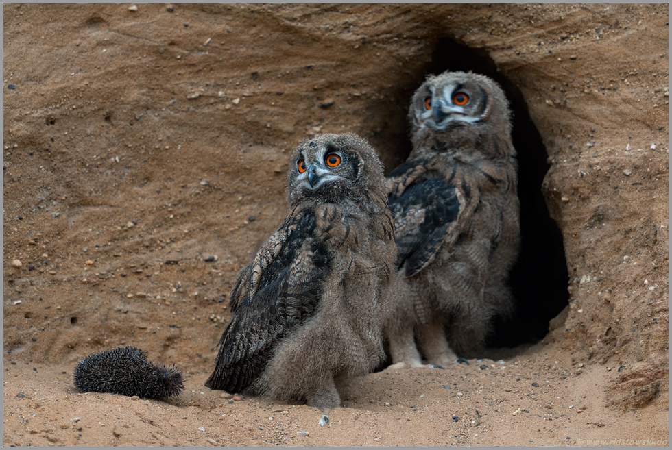 aufmerksam... Europäischer Uhu *Bubo bubo*, zwei Jungvögel in einer Sandgrube mit einem Igel
