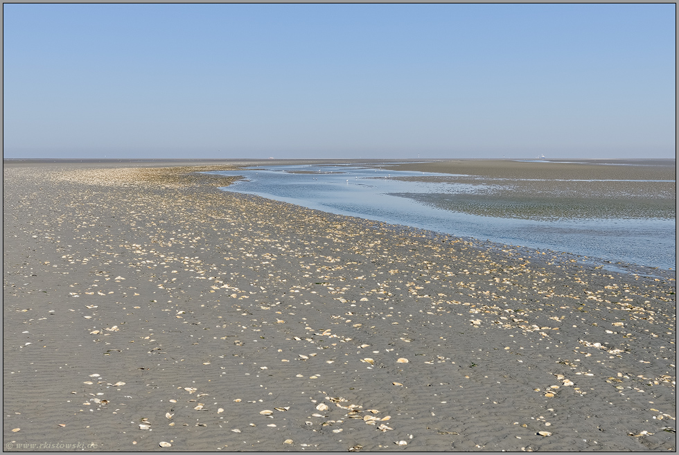 Muschelschalen... Wattenmeer *Nordsee* vor Cuxhaven, Meeresboden bei Niedrigwasser