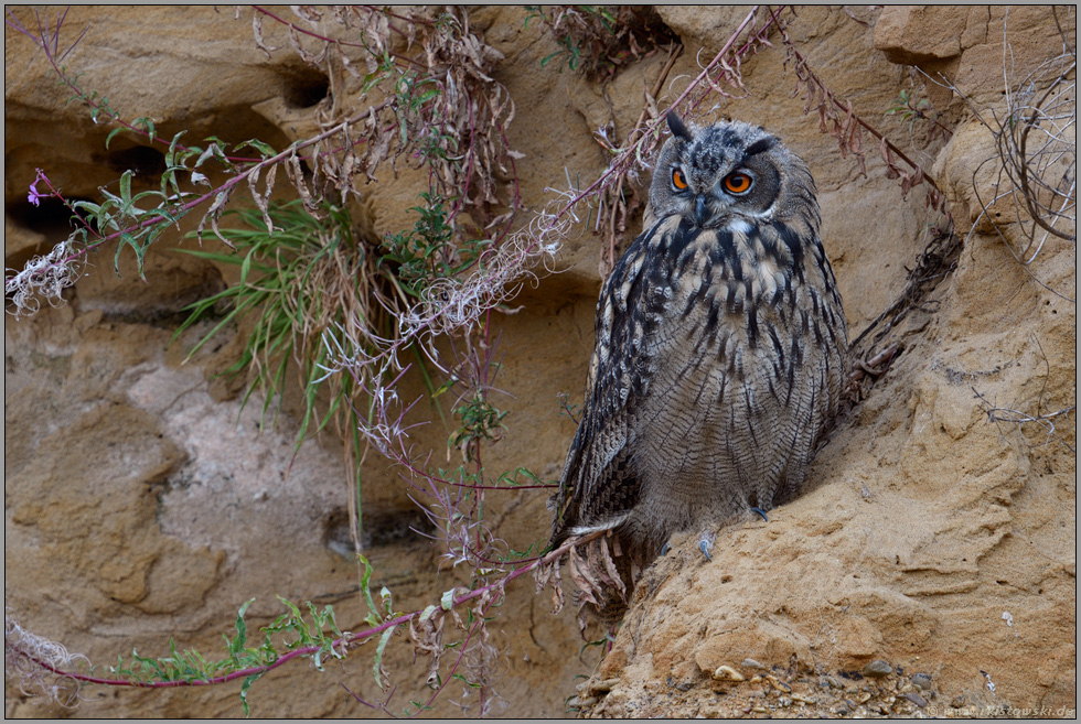 zur Sommerzeit... Europäischer Uhu *Bubo bubo*