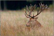 erschöpft... Rothirsch *Cervus elaphus*
