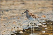 im Schlick... Graubruststrandläufer  *Calidris melanotos*