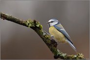 kleiner Turner... Blaumeise *Cyanistes caeruleus*