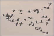 Frühjahrszug 2009... Kranichflug *Grus grus*