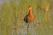 im rostroten Brutkleid... Uferschnepfe *Limosa limosa*