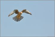 Rüttelflug... Rotfußfalke *Falco vespertinus*