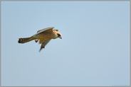Beutefang... Rotfußfalke *Falco vespertinus*