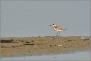 ganz bescheiden und doch sehr anspruchsvoll ...  Seeregenpfeifer *Charadrius alexandrinus*