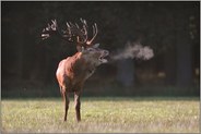 im Streiflicht... Rothirsch *Cervus elaphus*
