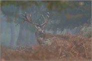 im Unterholz... Rothirsch *Cervus elaphus*