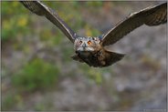 weitsichtig... Europäischer Uhu  *Bubo bubo*