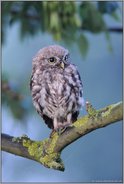 Morgenfrische... Steinkauz *Athene noctua*