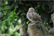 aufgeplustert... Steinkauz *Athene noctua*