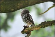 gerade eben... Steinkauz *Athene noctua*